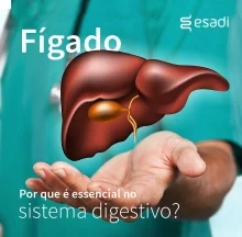 Fígado: Por que é essencial no sistema digestivo?
