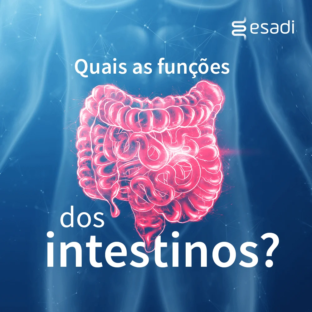 Quais as funções dos intestinos?
