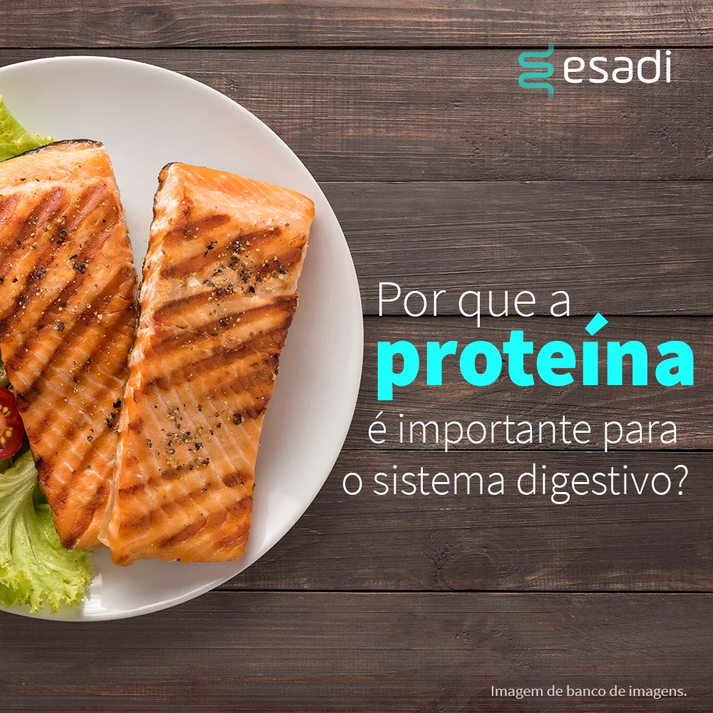 Por que a proteína é importante para o sistema digestivo?