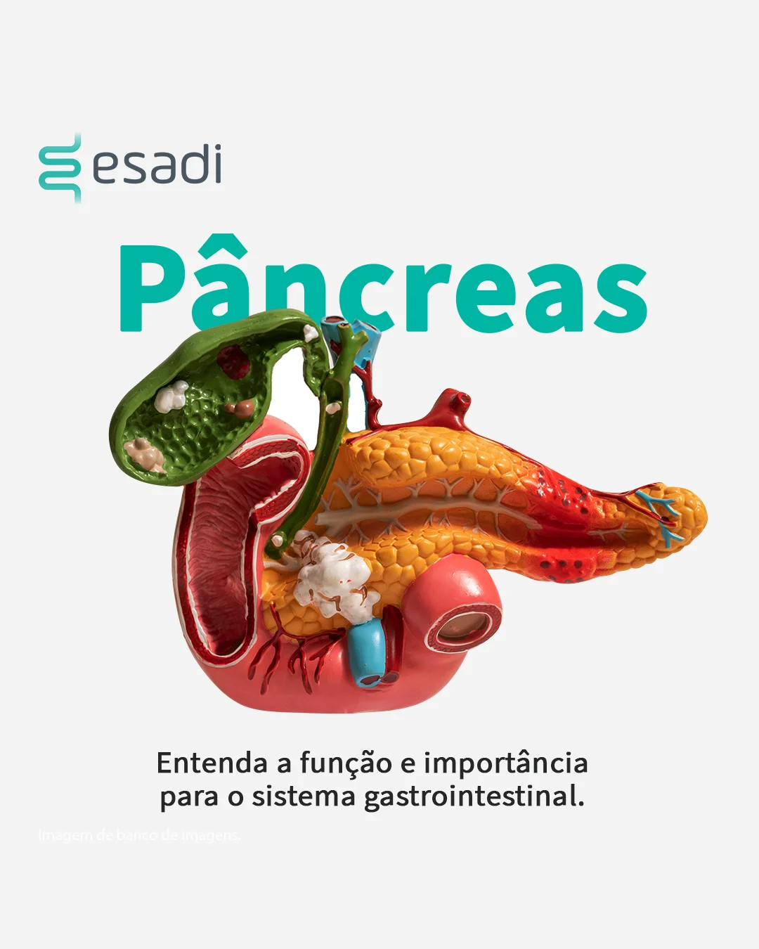 Pâncreas - Entenda a função e a importância para o sistema gastrointestinal