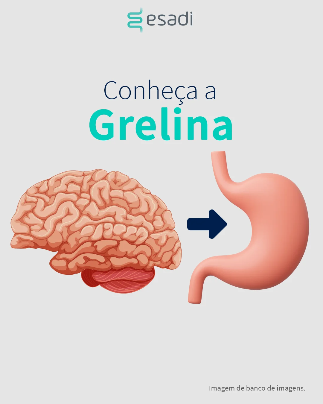 Conheça a Grelina